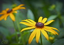 Black-eyed Susan, sullivantii 'Goldsturm'
